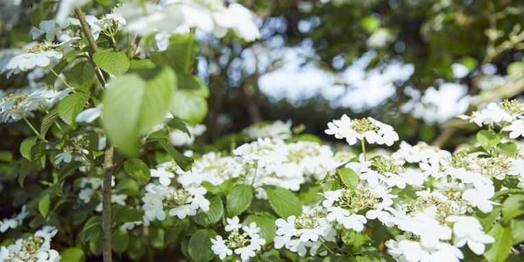 Strauch mit weißen Blüten und grünen Blättern.
